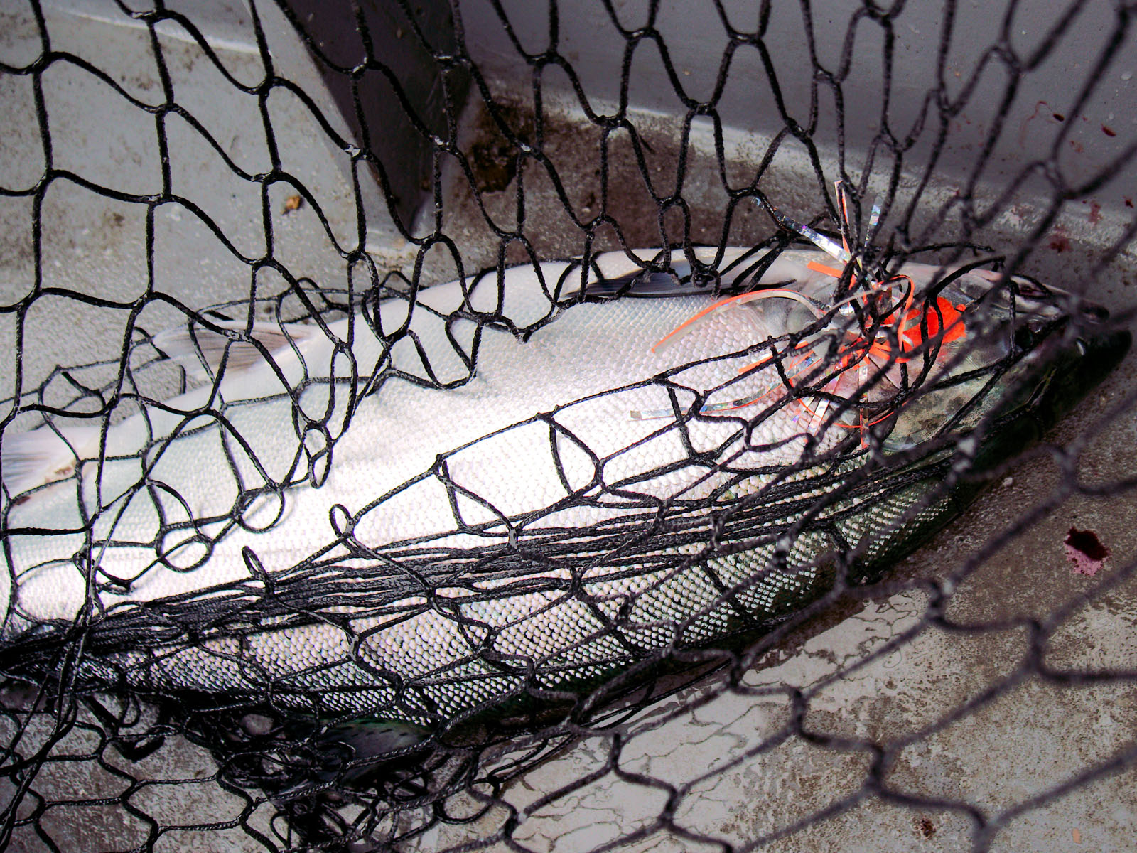 Salmon in Net